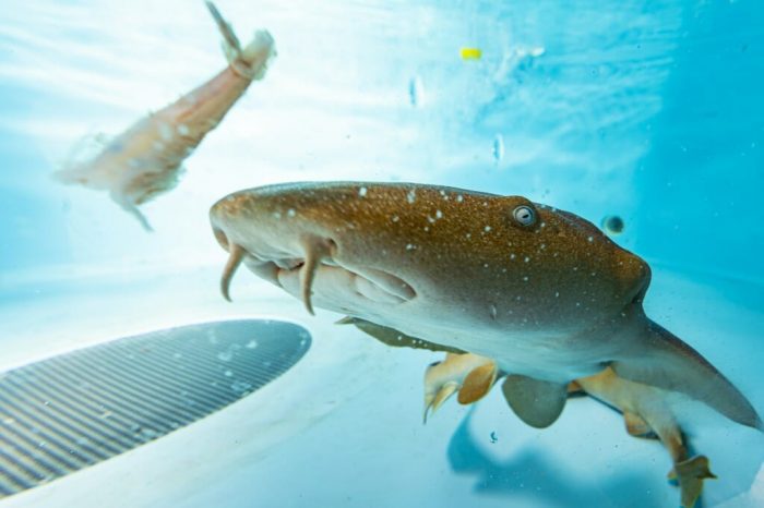 "What we're doing is preparing an arsenal of shark VNAR therapeutics that could be used down the road for future SARS outbreaks," says researcher Aaron LeBeau. 摄影:Bryce Richter