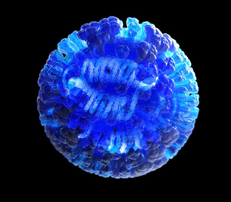 This three-dimensional, semi-transparent rendering of a whole influenza virus shows both the clover-like surface proteins on the outside of the virus, as well as the internal ribonucleoproteins on the inside. Existing influenza vaccines introduce proteins found on the surface of flu viruses to help induce immune protection. A new study by researchers at the UW School of Veterinary Medicine uses an internal nucleoprotein to stimulate the immune system in an effort to create a universal flu vaccine. CENTERS FOR DISEASE CONTROL AND PREVENTION