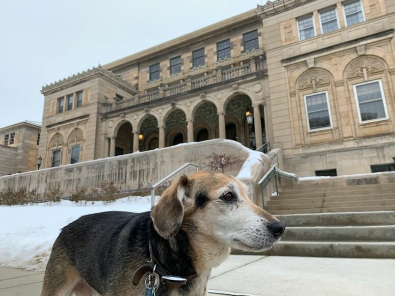 Chester, a 12-year-old beagle mix, is enrolled in a study funded by the Department of Veterans Affairs to evaluate a novel immunotherapy in dogs with melanoma. The study funds the canine clinical trials at UW Veterinary Care. PHOTO COURTESY OF BRITTNEY MAEHL