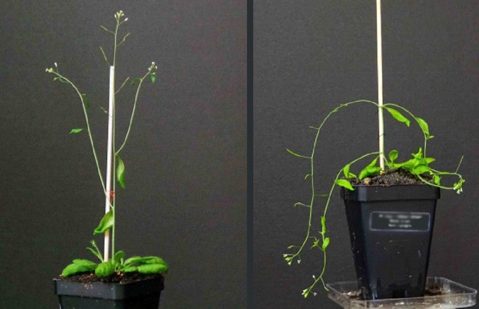Edgar Spalding has received fall competition funding to support his efforts to understand how plants use gravity to guide plant roots and shoots in the appropriate directions.