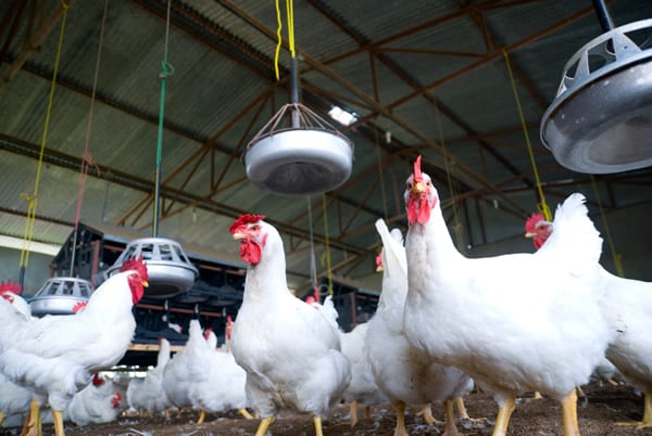 Poultry Farm