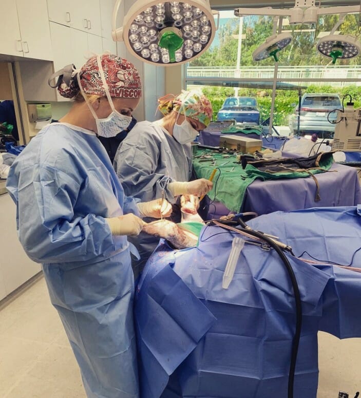 Annie Pankowski (foreground) assists her mother, veterinarian Diane Craig, during surgery at Craig’s veterinary medical clinic in California. PHOTO COURTESY OF ANNIE PANKOWSKI