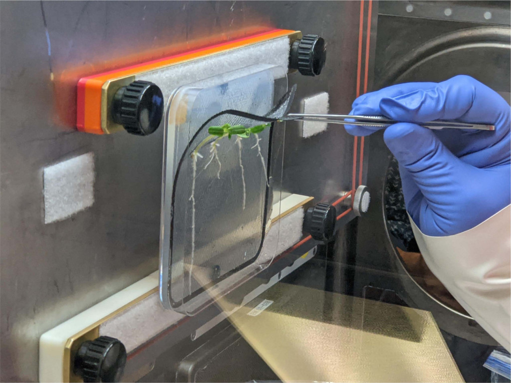 Plants are harvested in the Life Science Glove Box. Photo courtesy of the Gilroy Lab
