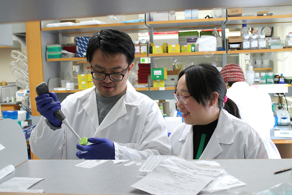 Postdoctoral researcher Xingchen Dong (left) and Assistant Professor Ting Fu (right) in the Fu Lab in the UW–Madison School of Pharmacy’s Pharmaceutical Sciences Division.