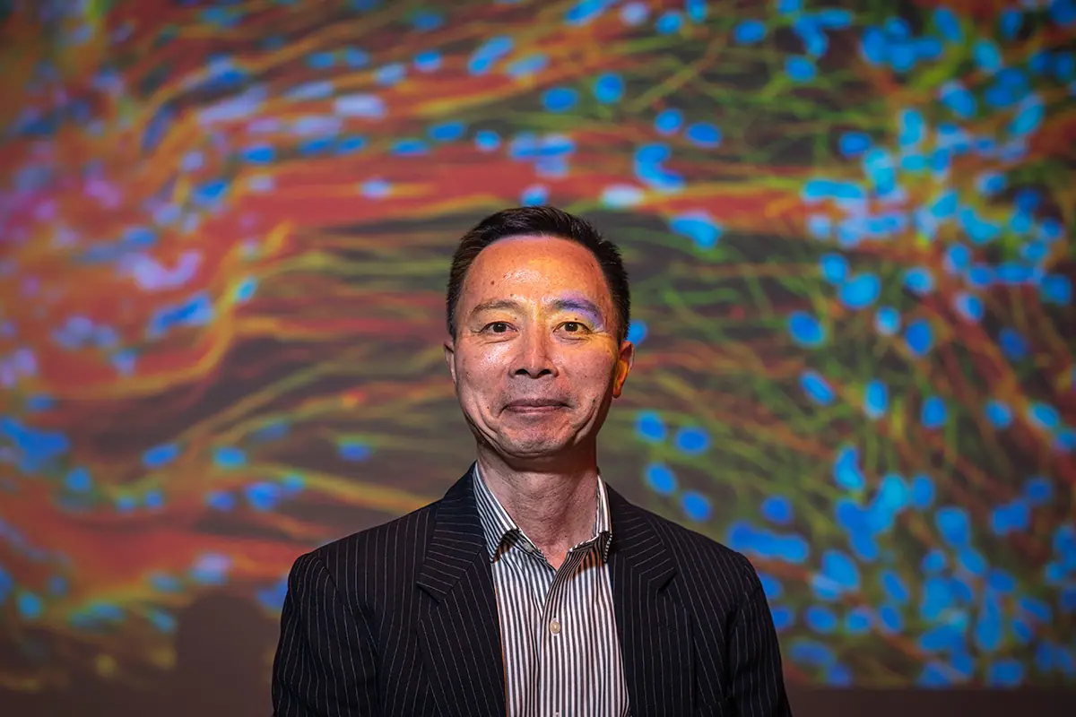 Zhang: “This could be a hugely powerful model to help us understand how brain cells and parts of the brain communicate in humans.” ANDY MANIS